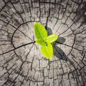 A small green plant growing from a tree stump.
