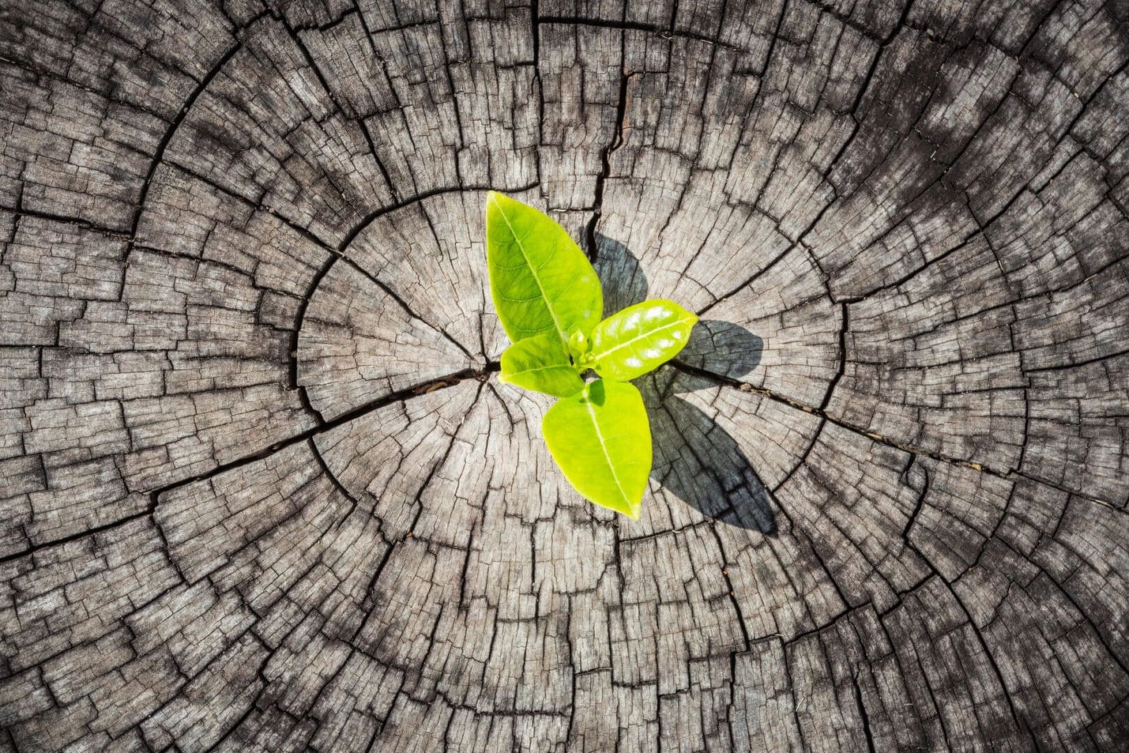 A small green plant growing from a tree stump.